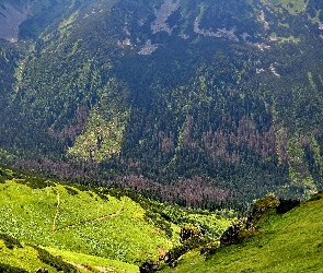 Polska, Góry, Zbocze, Karpaty