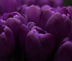 Fioletowe, Tulipany