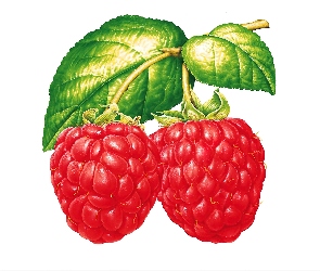 Maliny, Liście