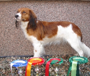 Płochacz holenderski, puchary, Kooikerhondje