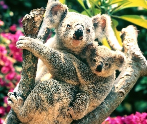 Dwa, Drzewo, Koala, Misie