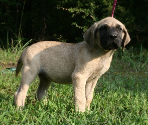 Mastif angielski, Mastiff, młody