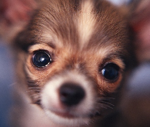 Pies, Chihuahua, Oczy, Pyszczek