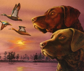 Chesapeake Bay retrievery, kaczki, Dwa