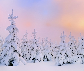 Śnieg, Zima, Choinki