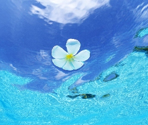 Kwiatuszek, Woda, Pływający
