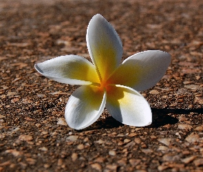 Plumeria, Kwiatuszek