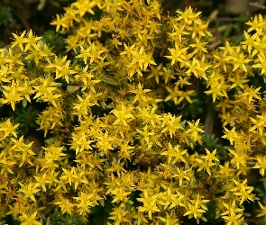 Żółte, Pięciorniki, Kwiatki