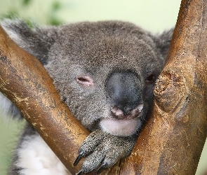 Koala, Sen