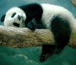 Śpiąca, Drzewo, Panda