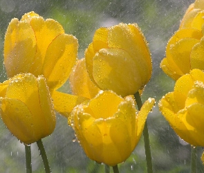 Tulipany, Deszcz, Żółte