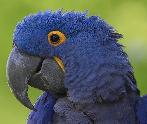 Papuga, Modroara Hiacyntowa, Niebieska