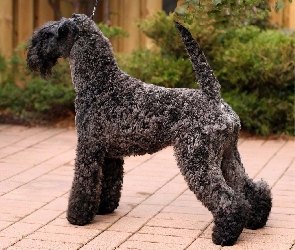 Kerry blue terrier