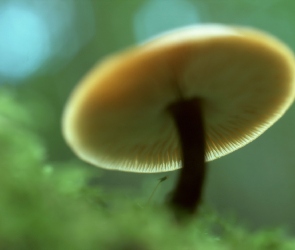 Piękne, Zdjęcie, Grzyb