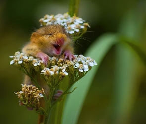 Myszka, Kwiat, Zadowolona
