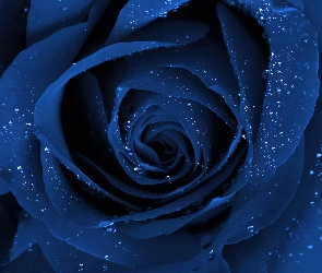 Niebieska, Wody, Krople, Róża