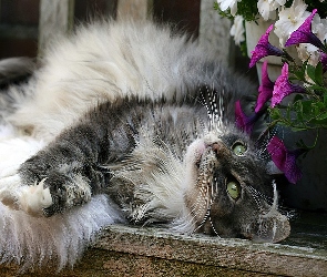Kot, Kwiaty, Puszysty