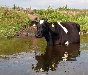 Woda, Krowa