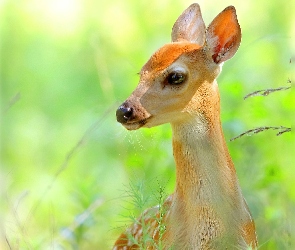 Młody, Jelonek