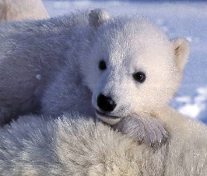 Mały, Polarny, Miś