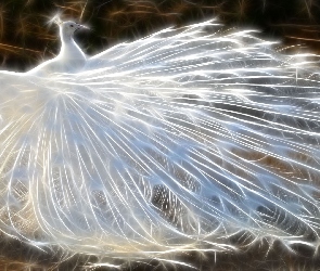 Biały, Paw