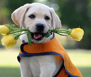 Kwiaty, Labrador Retriever, Psiak