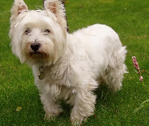 West Highland White Terrier, słodki