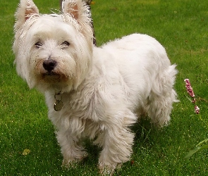 słodki, West Highland White Terrier