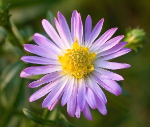 Aster