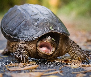 Żółw, Język