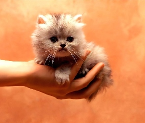 Ręka, Kot