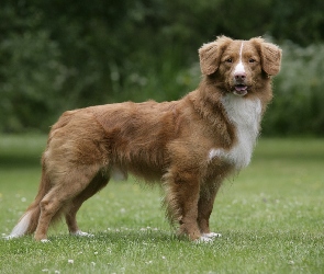 Retriever z Nowej Szkocji, Piękny