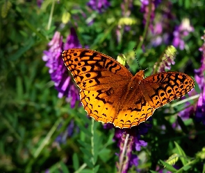 Motyl, Pomarańczowy