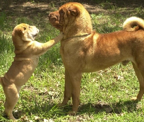 trawa, Shar Pei, dorosły, szczeniak