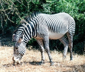 Zebra, Mała