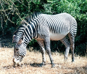 Mała, Zebra