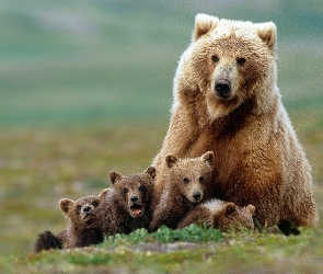 Niedźwiedzi, Rodzinka