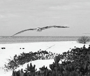 Mewa, plaża, morze