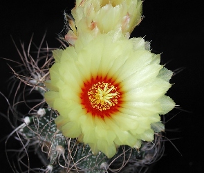 Kwiat, Kremowy, Kaktus