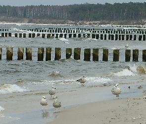Morze Bałtyckie, Mewy