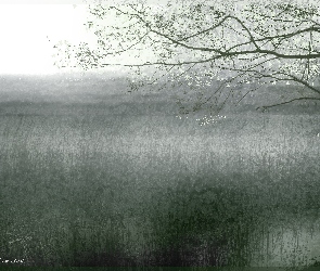 Jezioro, Drzewo, Trawy