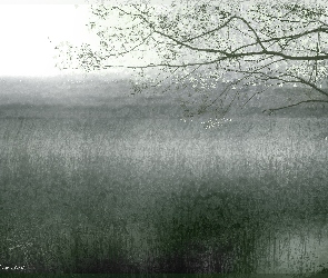 Trawy, Drzewo, Jezioro