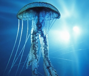 Meduza