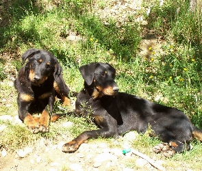 leżące, Beaucerony, Dwa