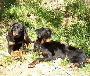 Dwa, Beaucerony, leżące