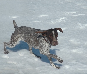 śnieg, Pointer