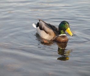 Jezioro, Kaczka