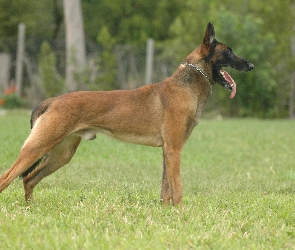 język, Owczarek belgijski Malinois