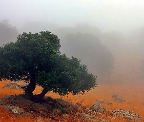 Mgła, Kamienie, Drzewo
