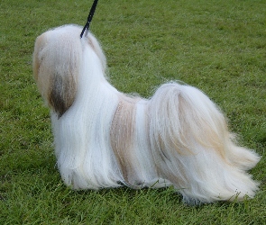 Lhasa Apso, wyczesany